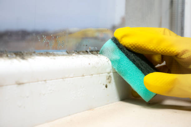 Best Commercial Mold Removal  in Demopolis, AL