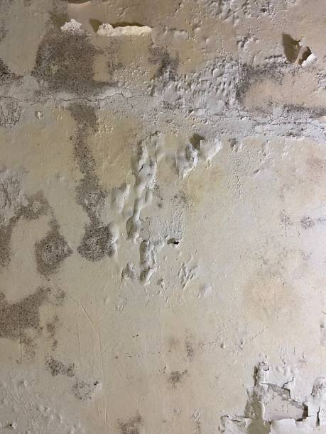 Best Mold Testing  in Demopolis, AL